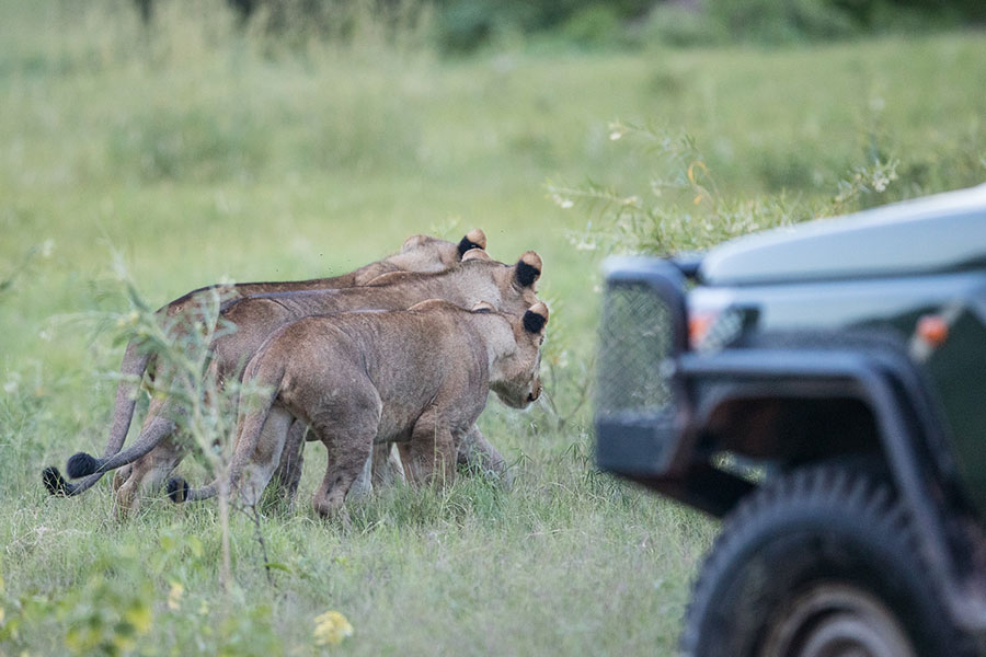 Duba plains