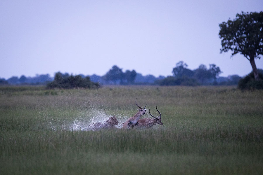 Duba plains