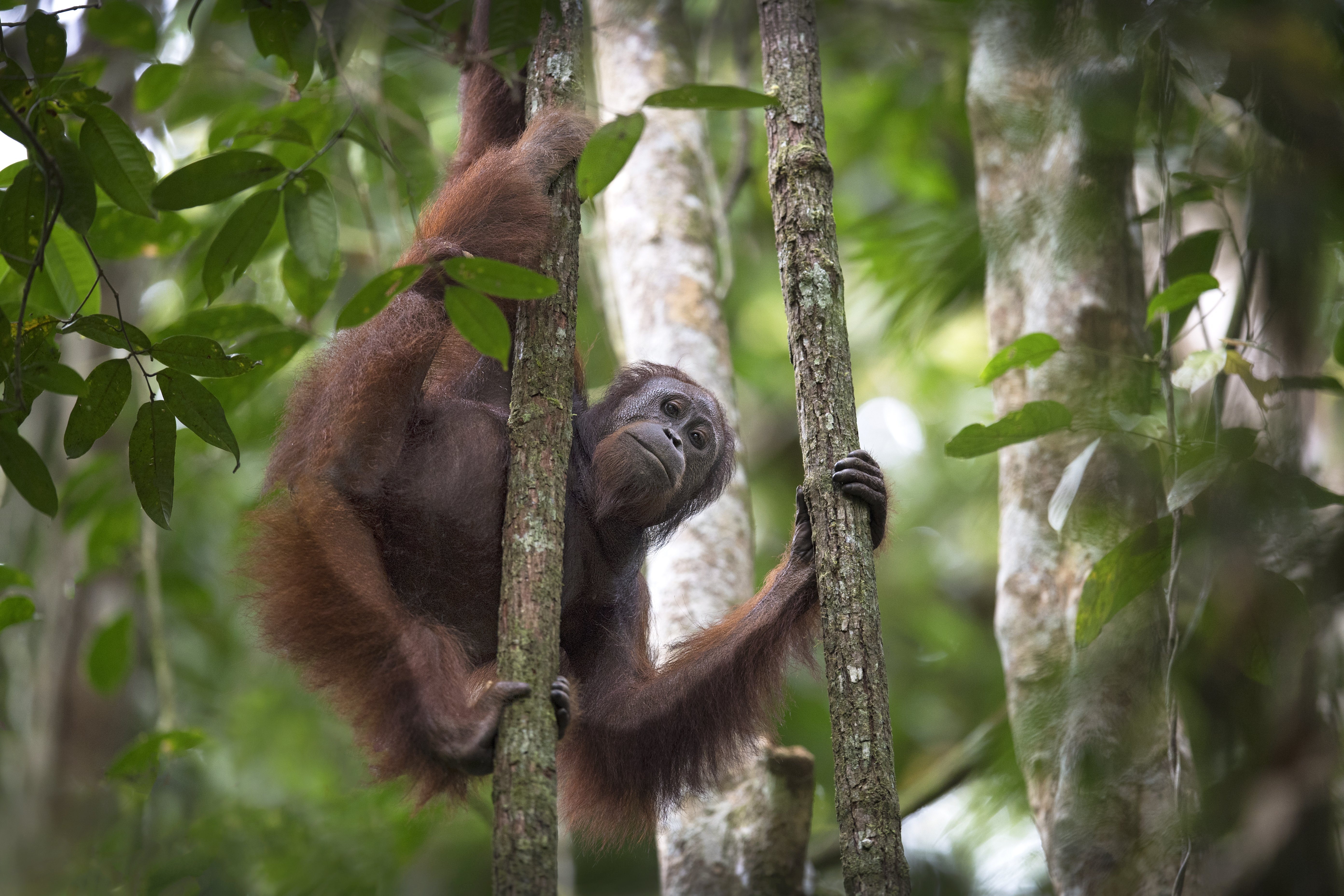 Borneo Uncovering Life In The Canopy Oryx Photo Tours