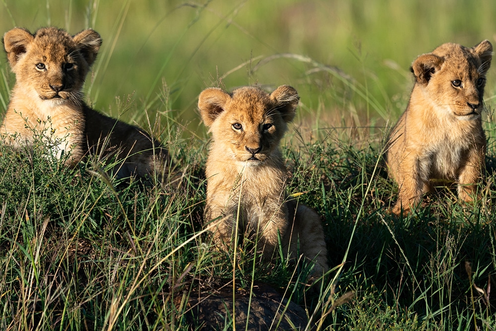 Kenya Photography Tour