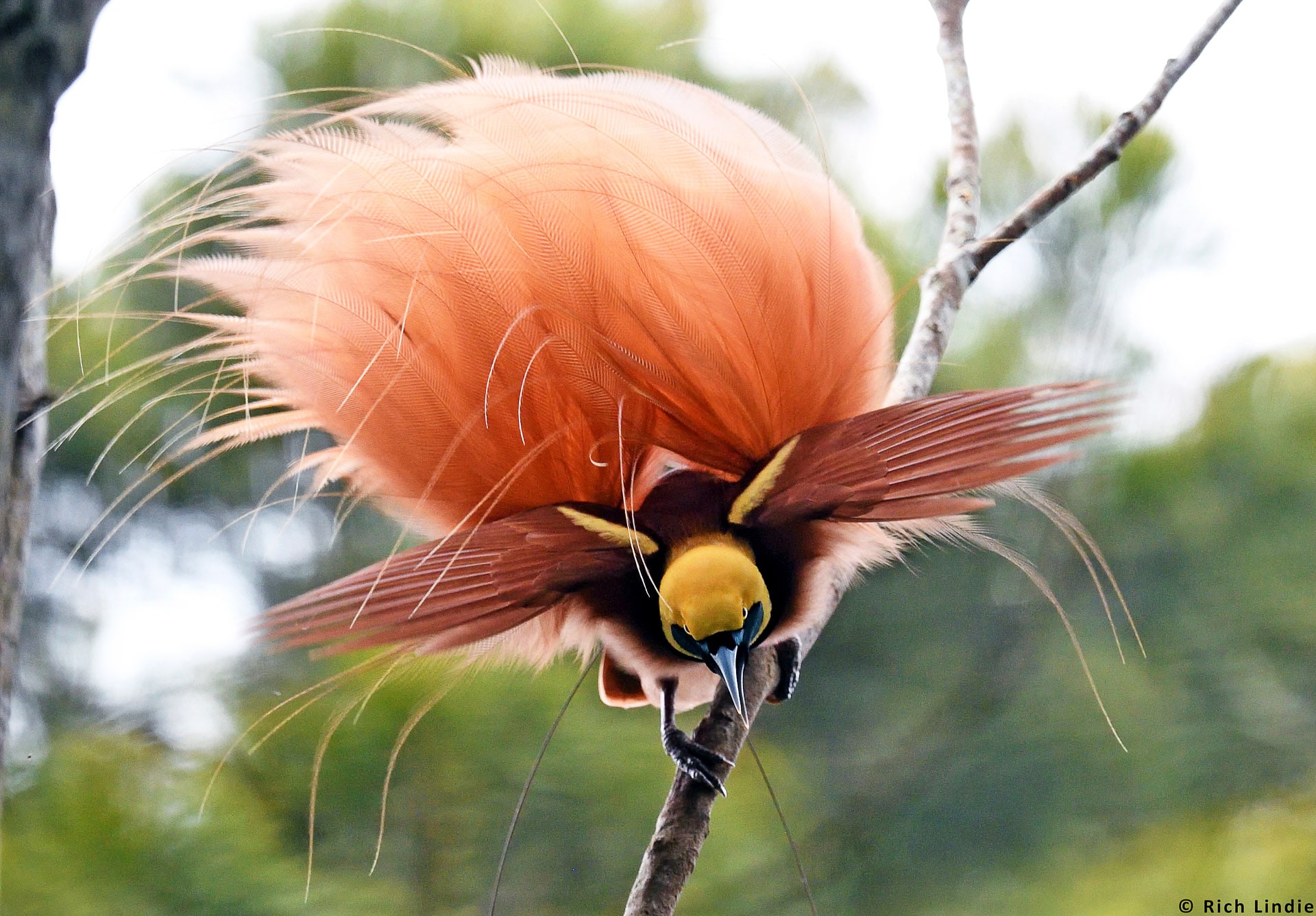 Papua New Guinea Famous Animal - Tarsha Barrios