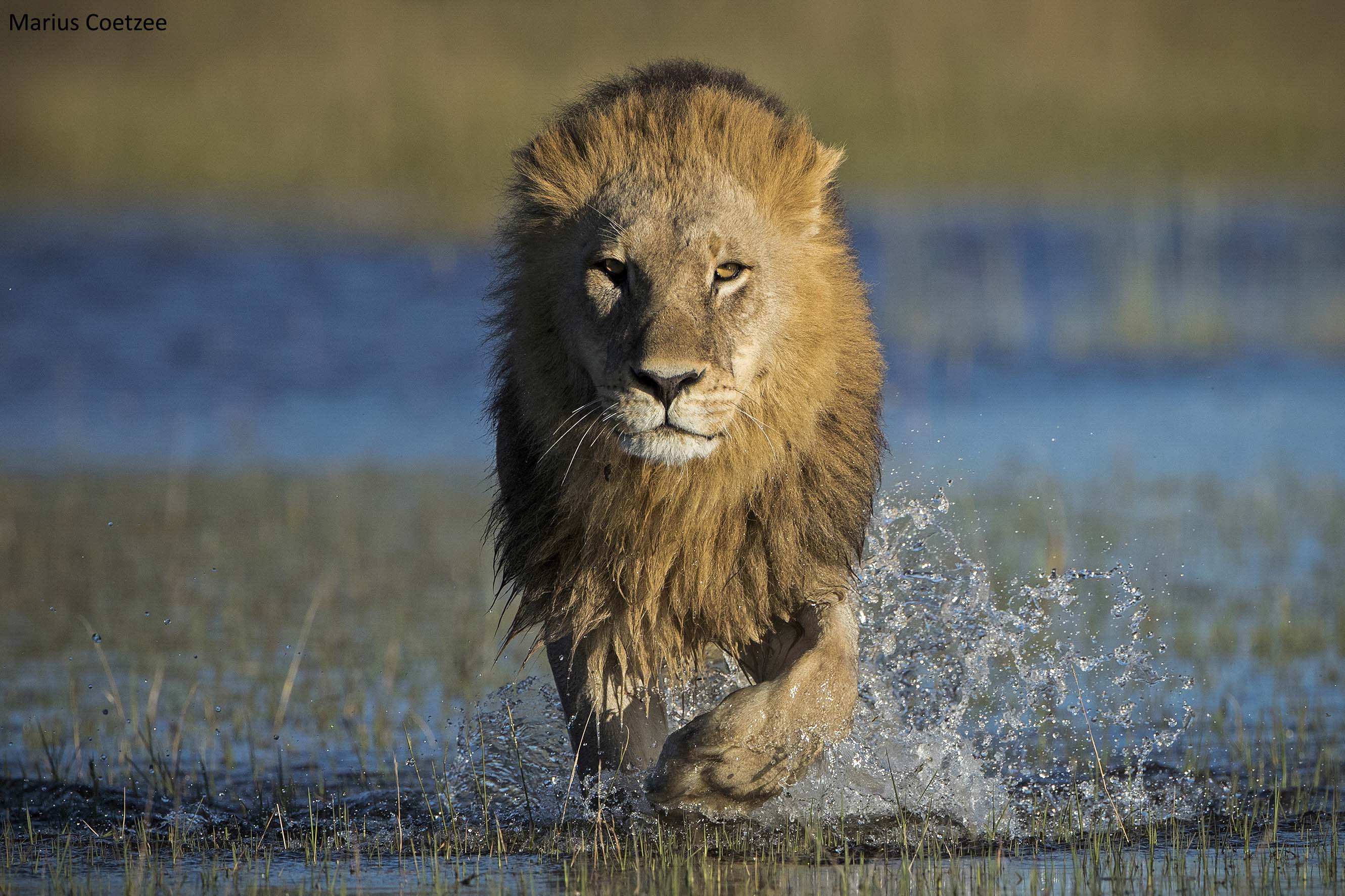african photo safari