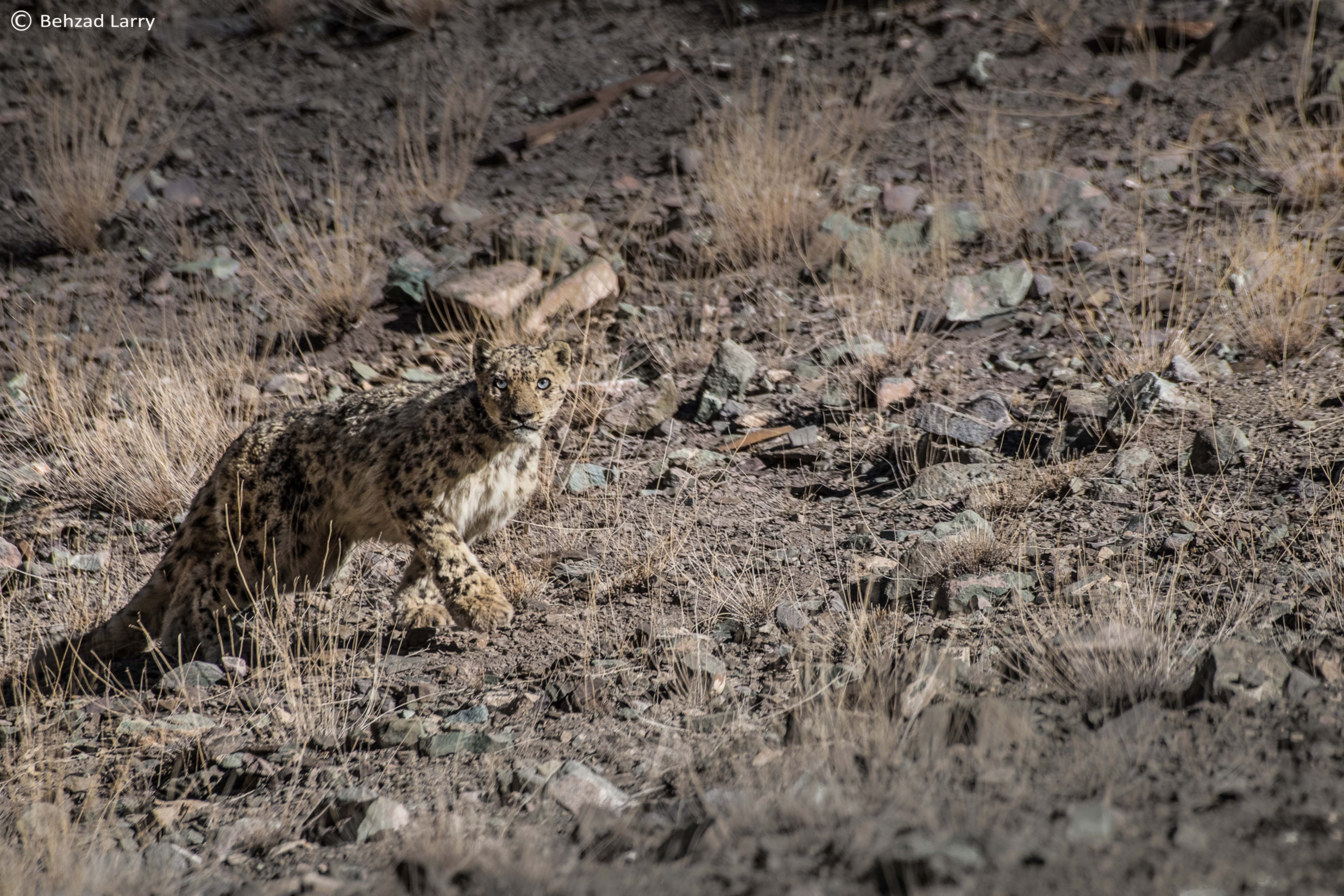 snow leopard tour