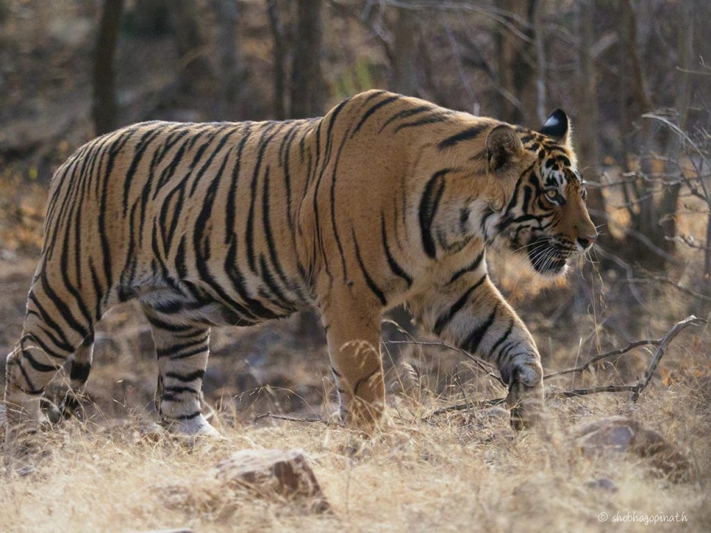 Exotic India: Tigers Of Ranthambore (Women-Only Northern India Photo ...