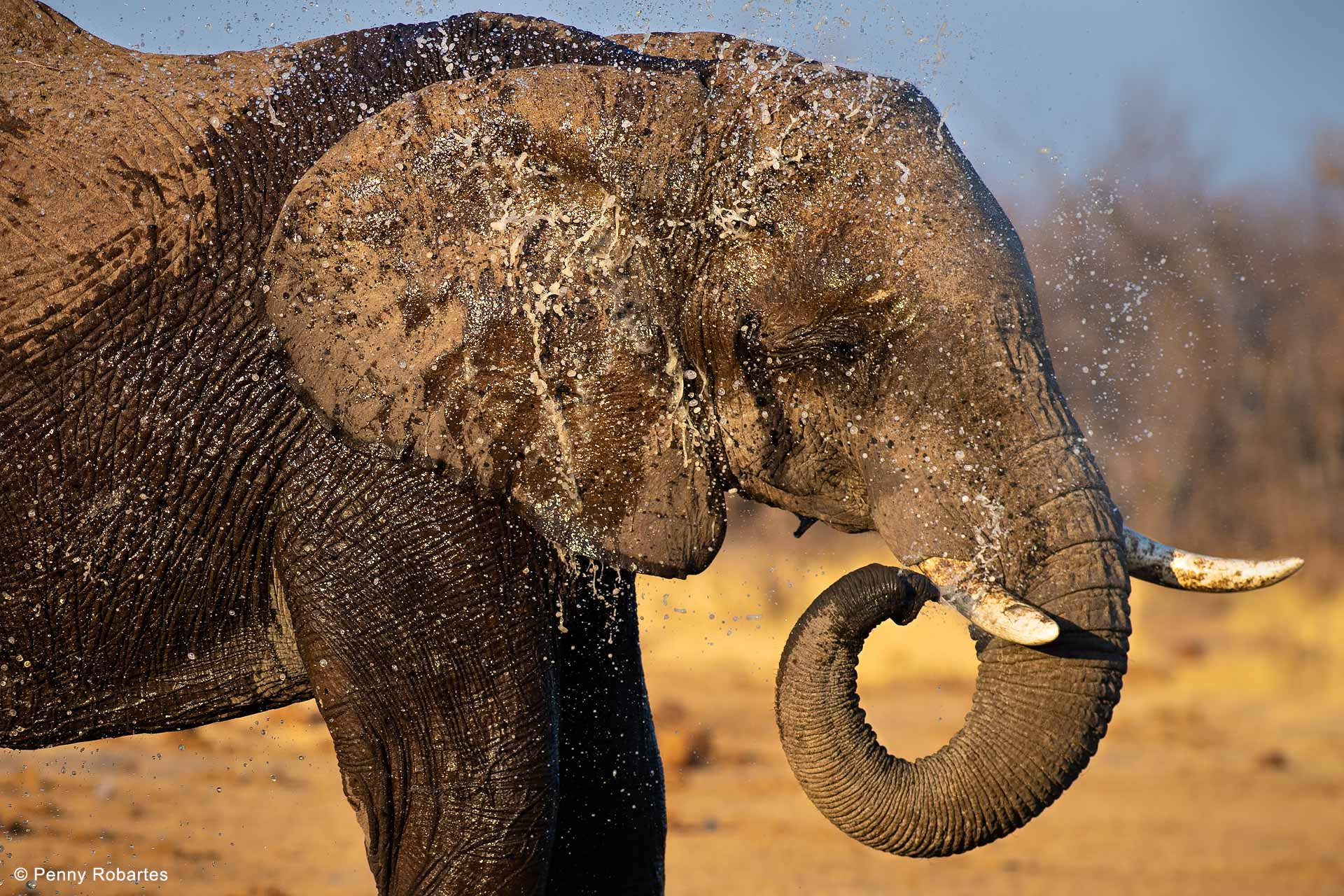 Elephant-Botswana-Photo-Safari