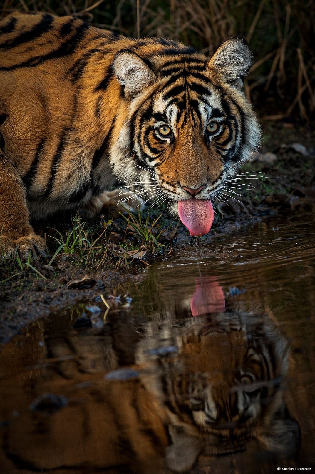 Indian wildlife photography tours
