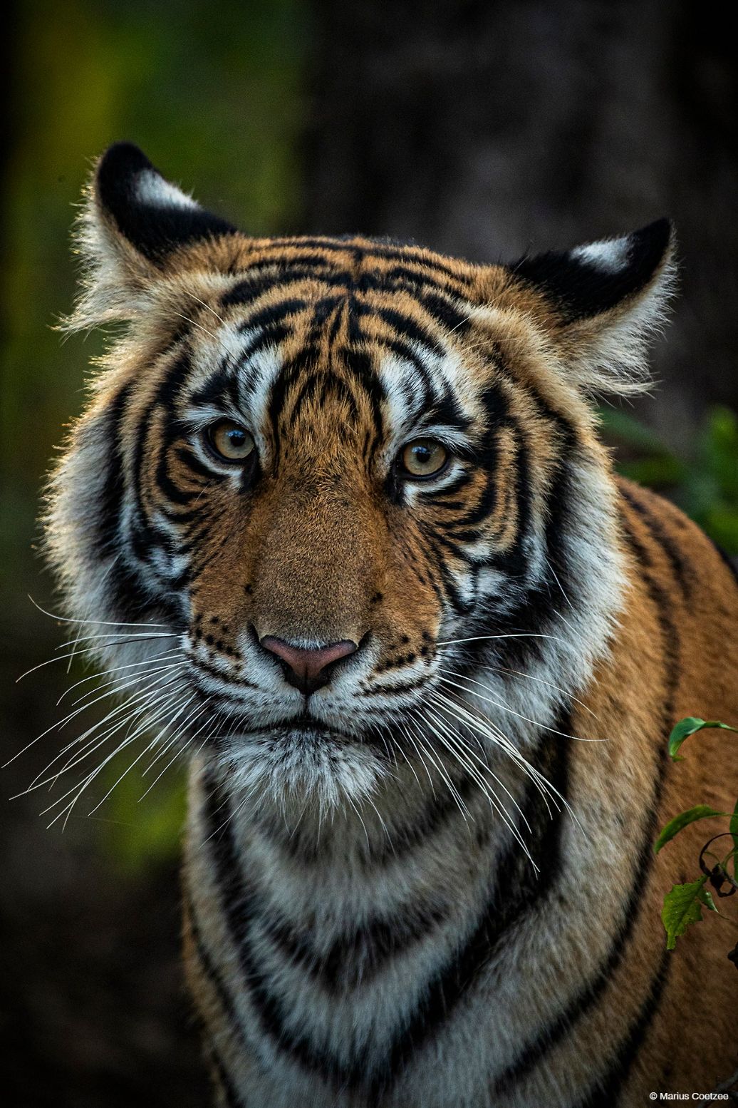 Tiger safari India Ranthambore National Park