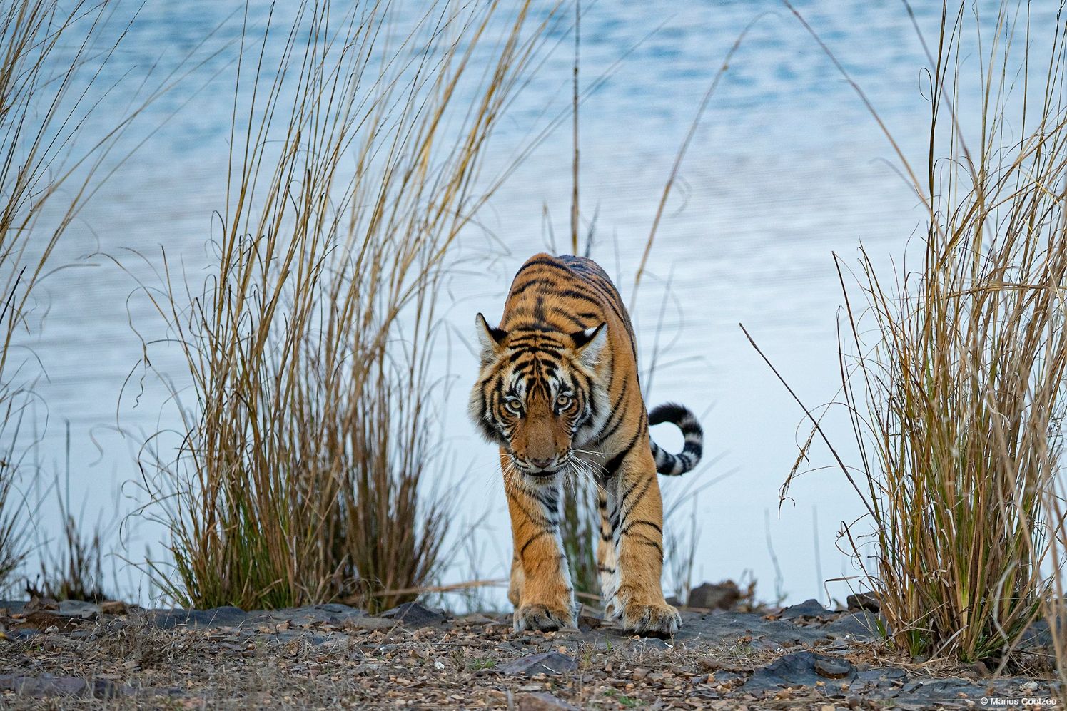 Tiger safari India Ranthambore