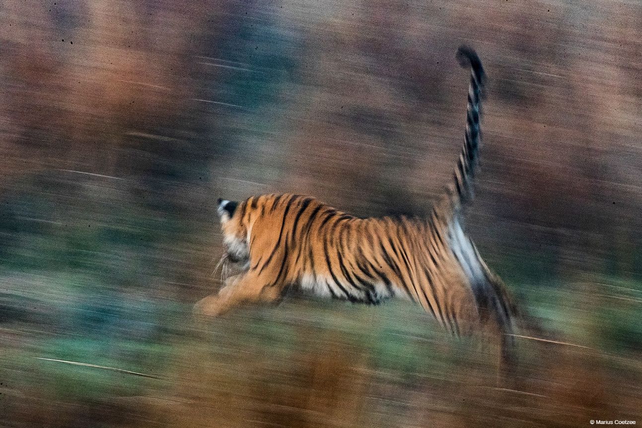 Tiger safari in India