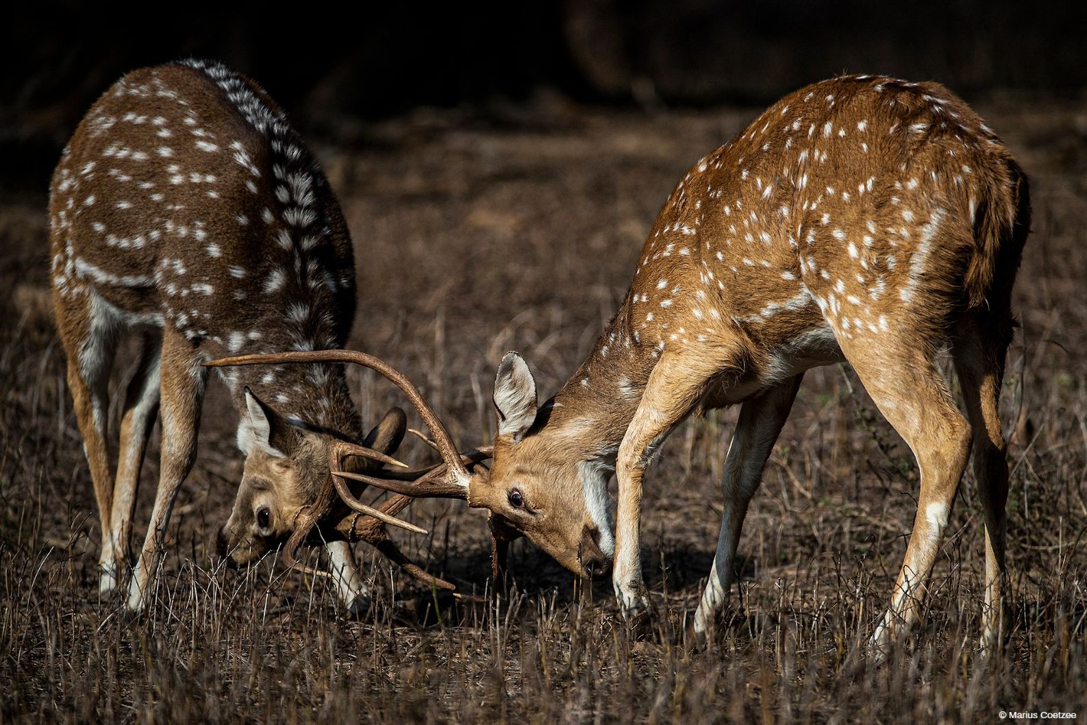 Wildlife photographic tours India