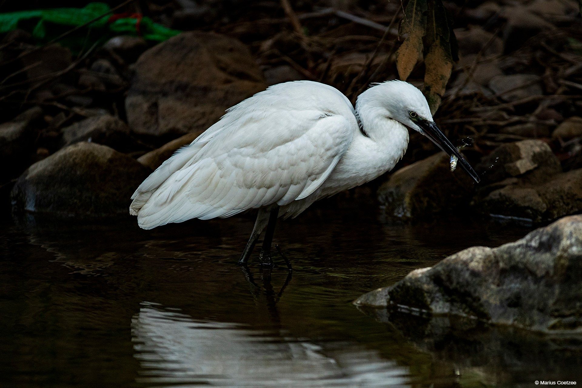 Wildlife photographic tours in India