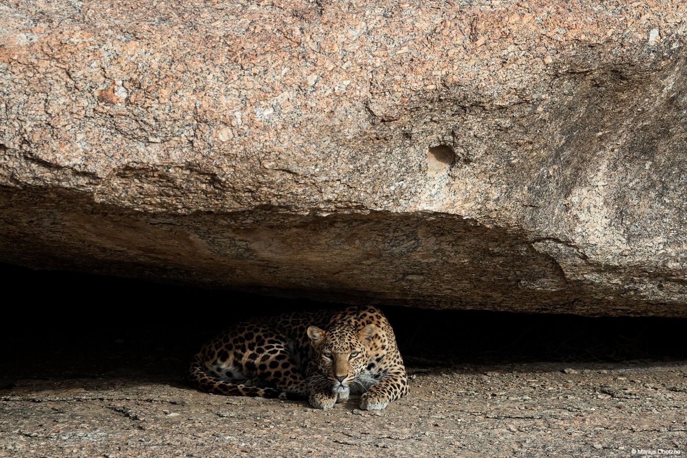 Wildlife photography tours India