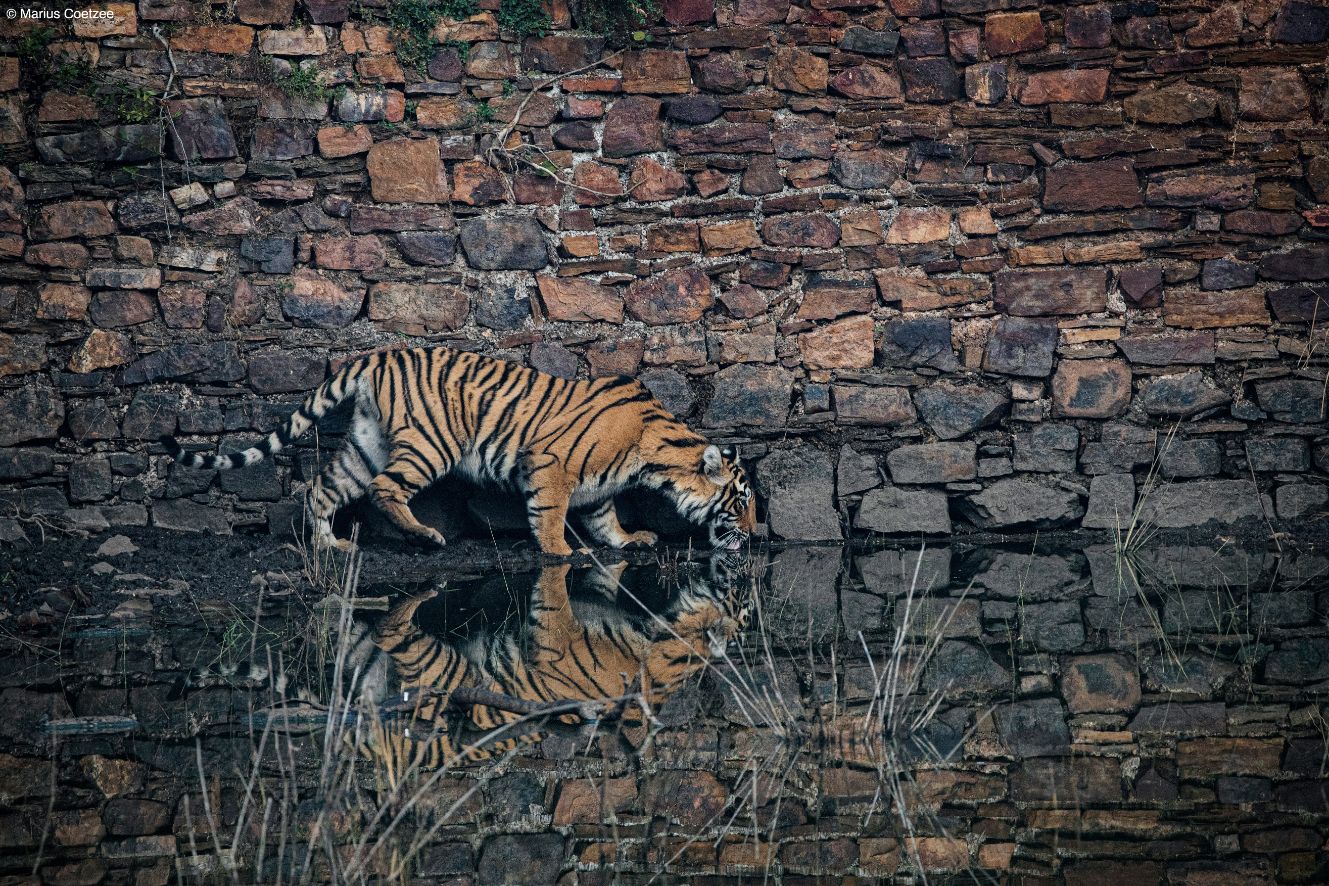 Wildlife photography tours in India