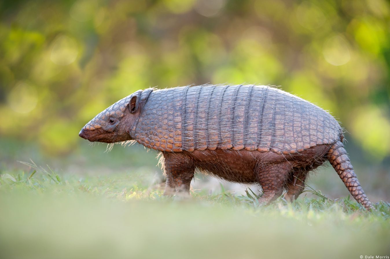 Brazil Pantanal Photo Tours
