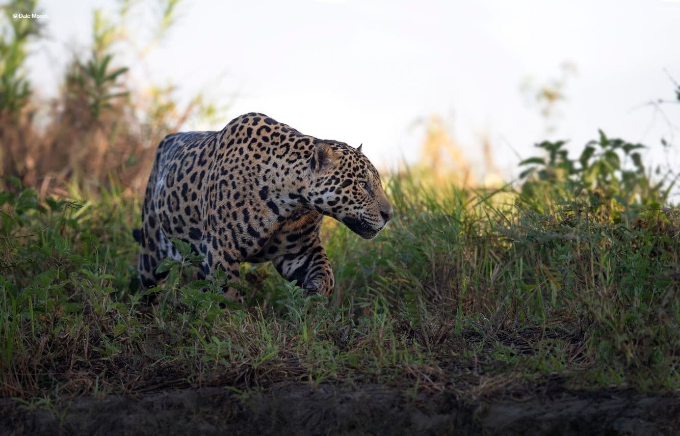 Brazil Pantanal Photography Tour
