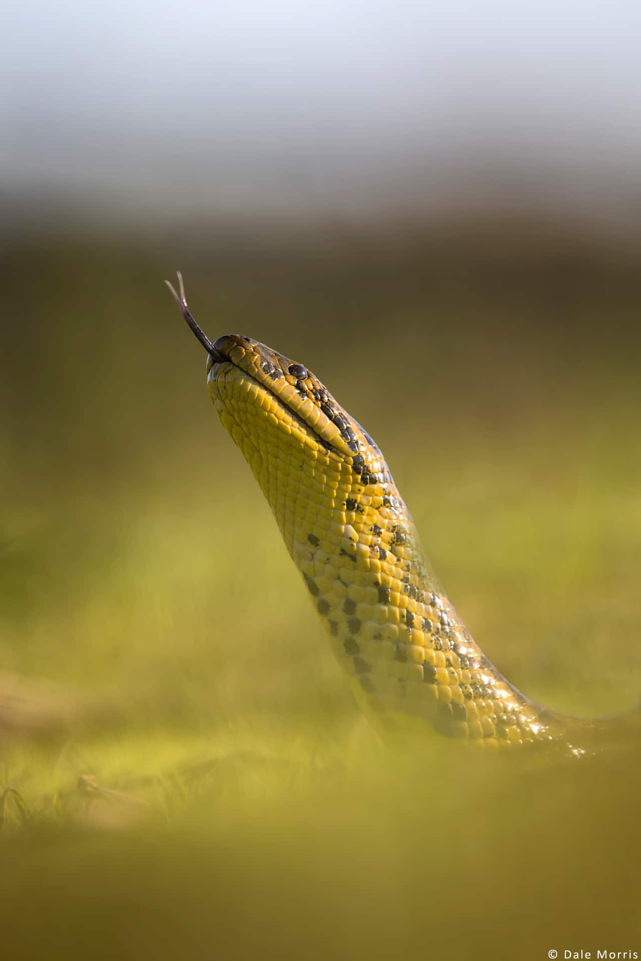 Pantanal photography tour pictures