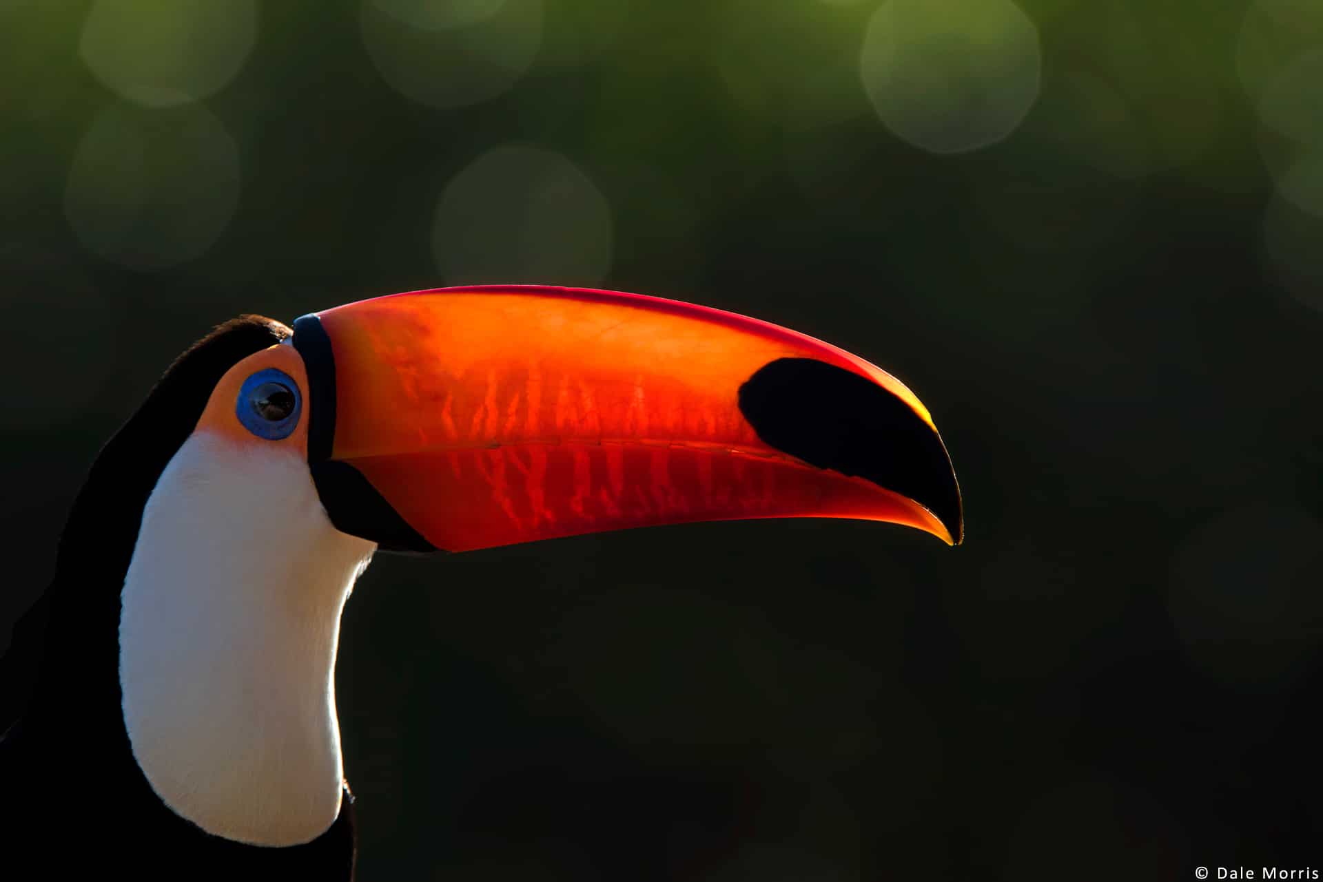 Pantanal photography tour