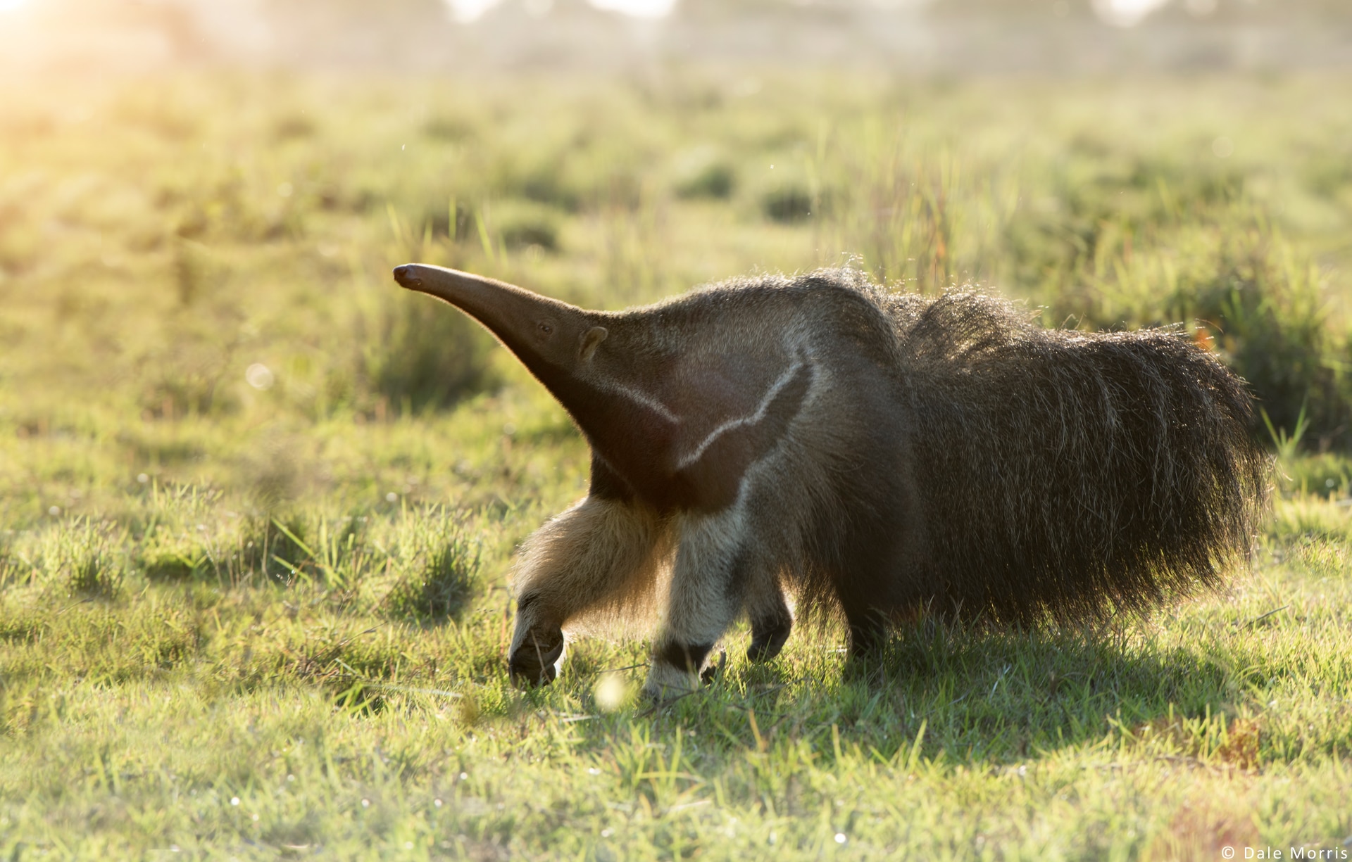 Pantanal photography tour