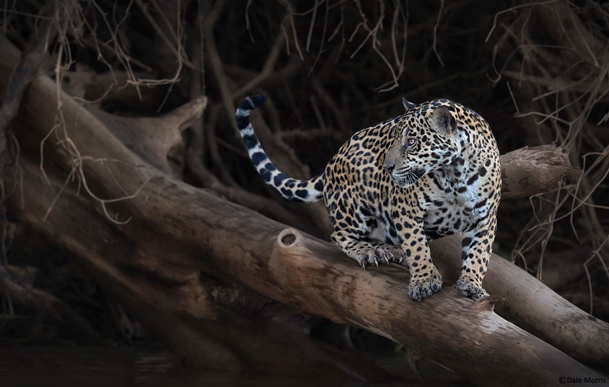 Pantanal photography tour