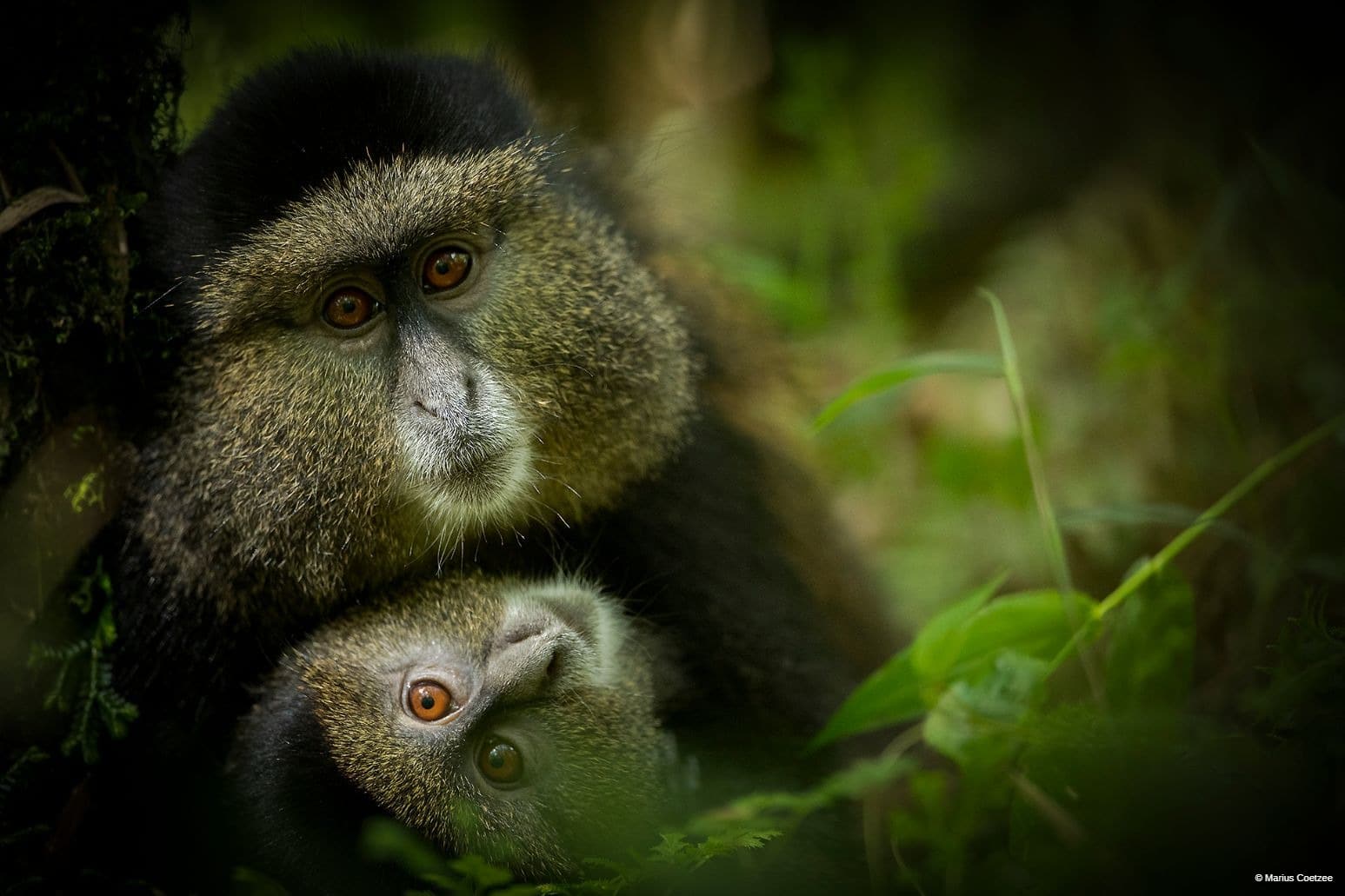Rwanda golden moneky tours