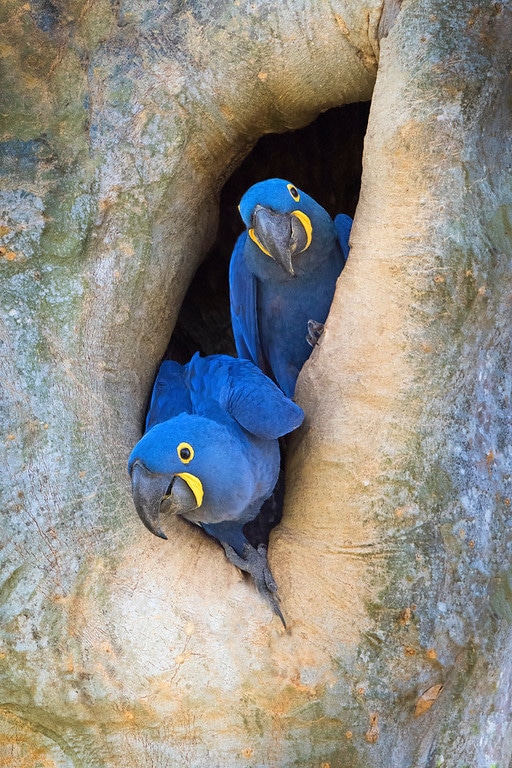 brazil photography tour