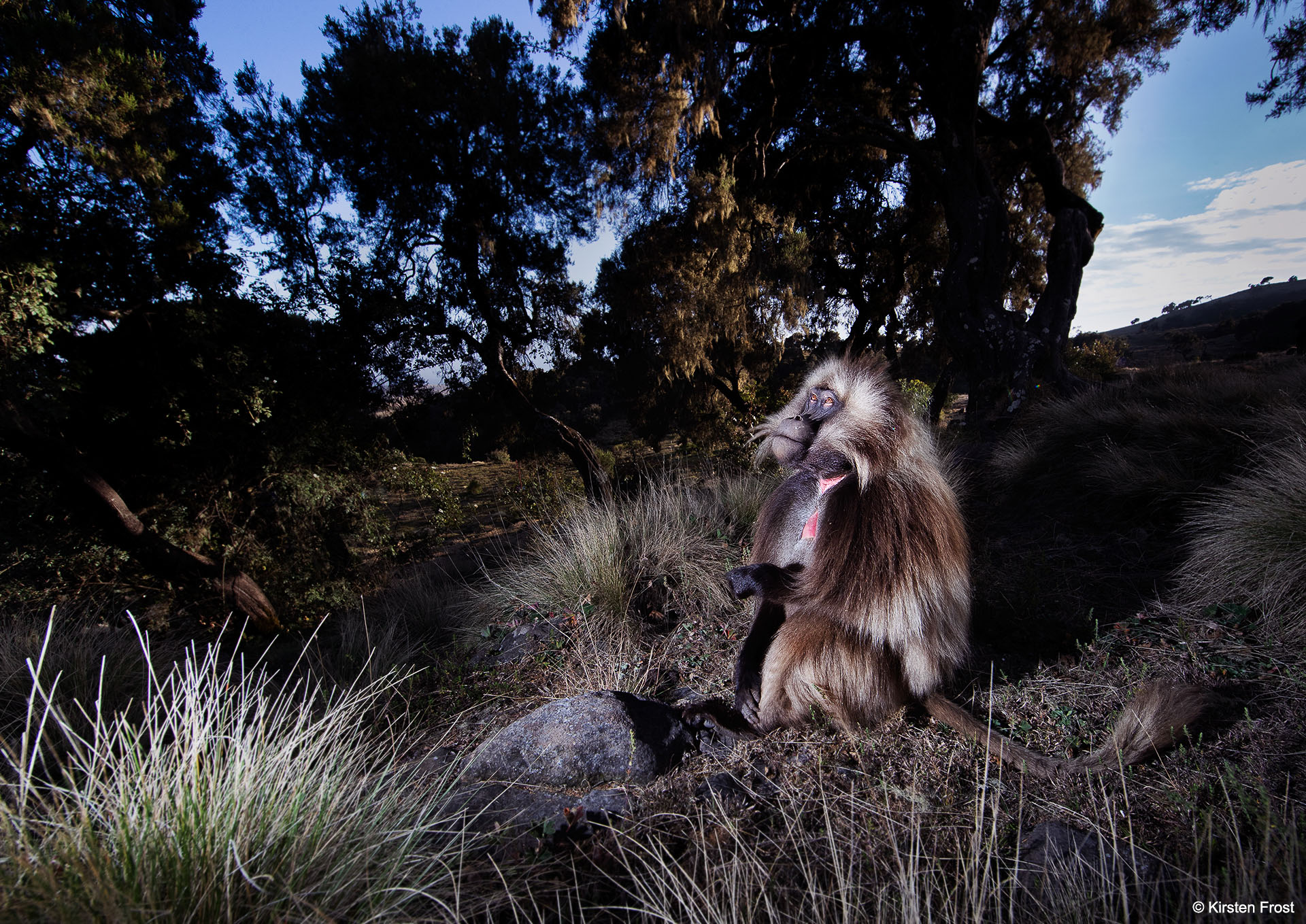 ethiopia gelada photo tour