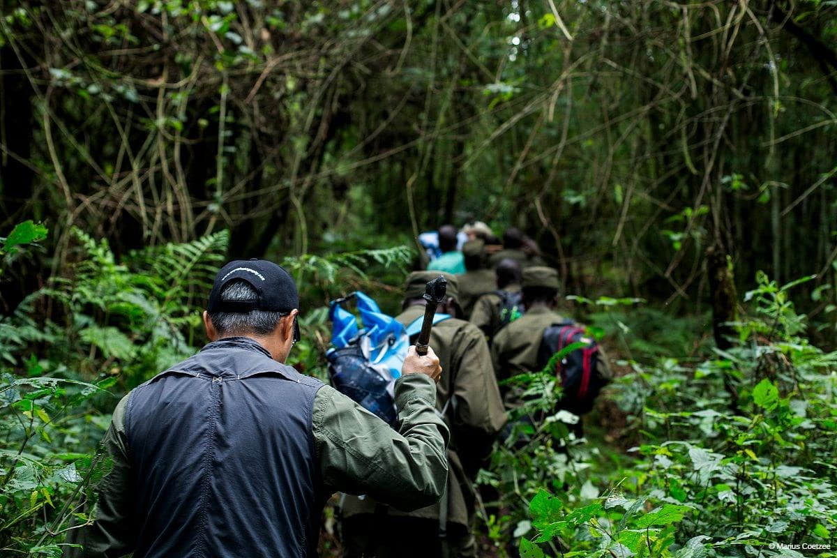 Gorilla trek in Rwanda