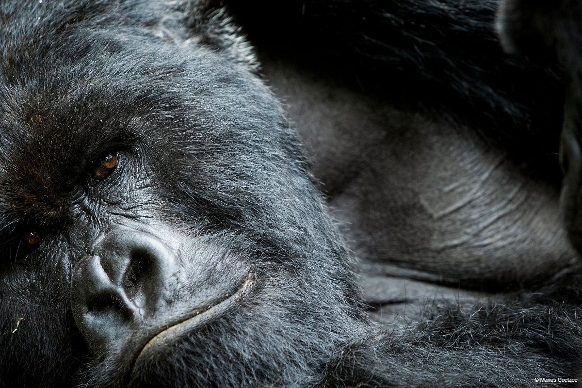 Gorilla trekking Rwanda