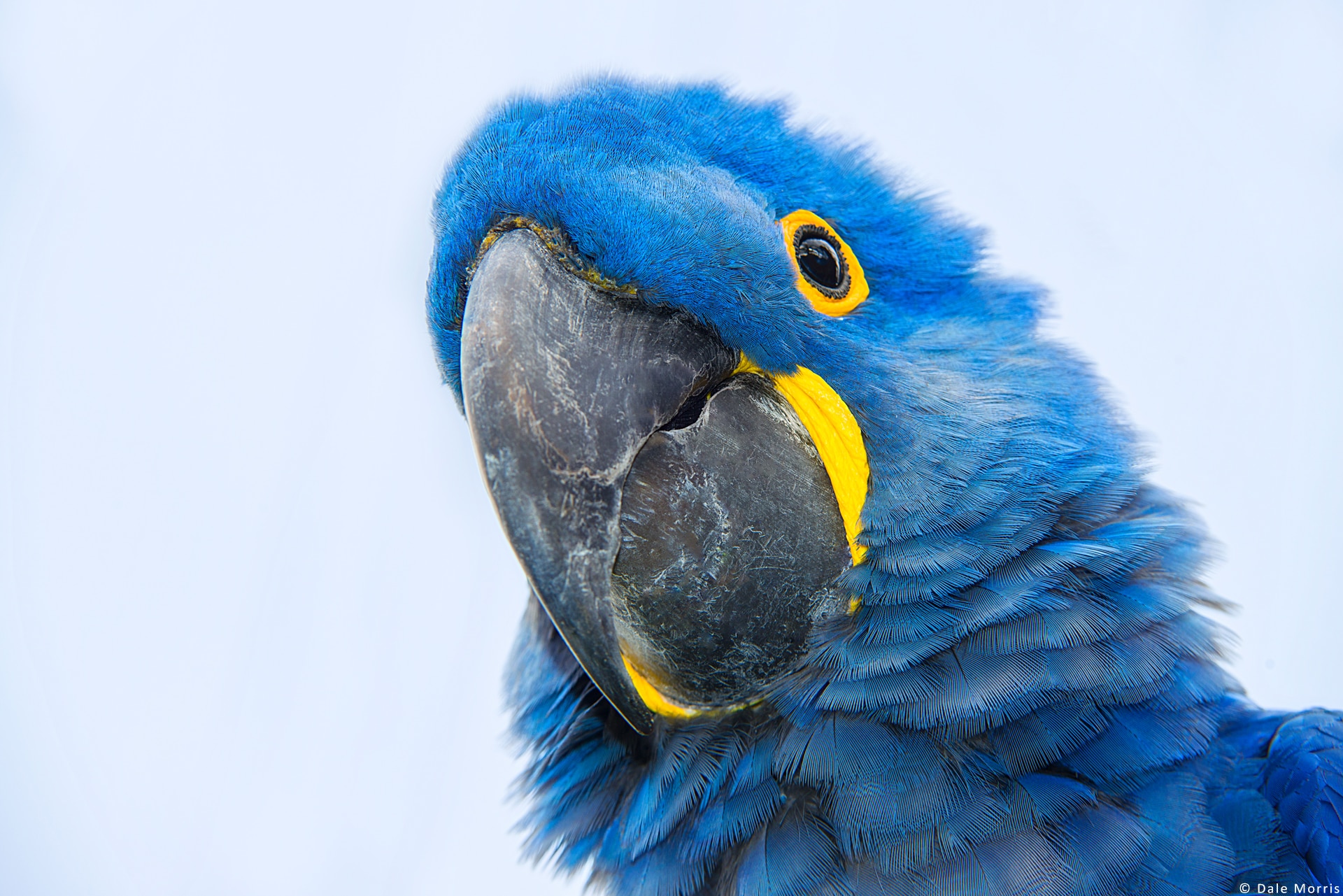 pantanal Hyacinth Macaws