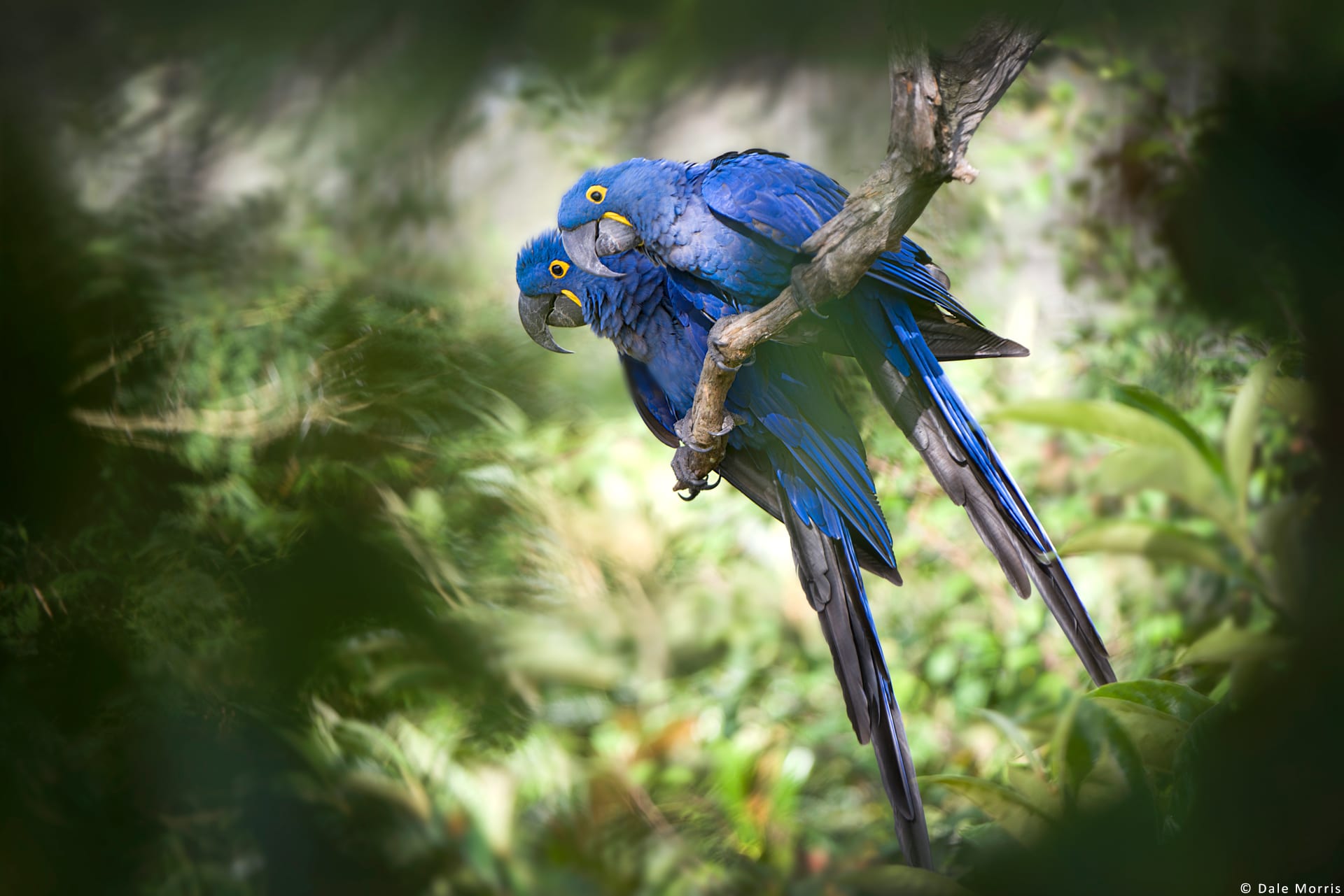 pantanal Hyacinth Macaws