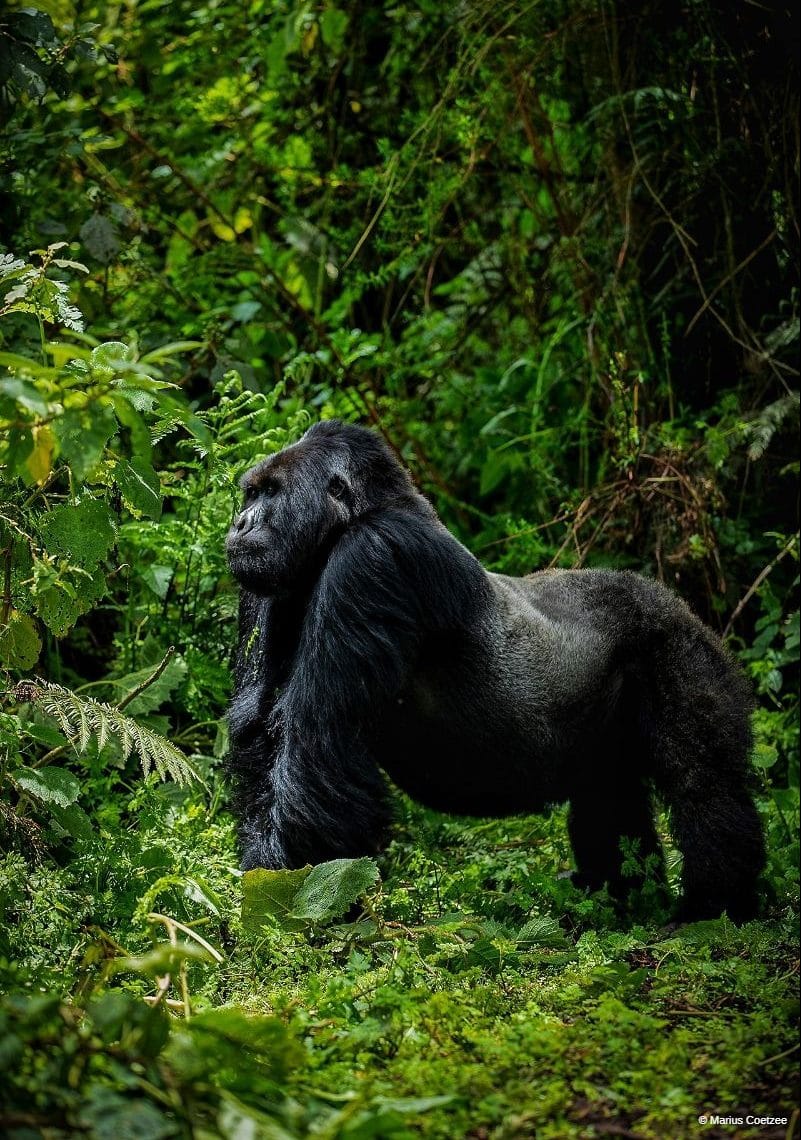 Rwanda gorilla safari