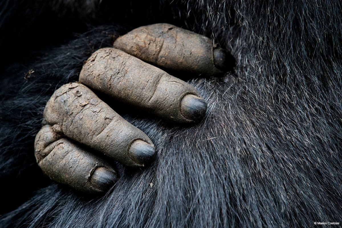 Rwanda gorilla safaris