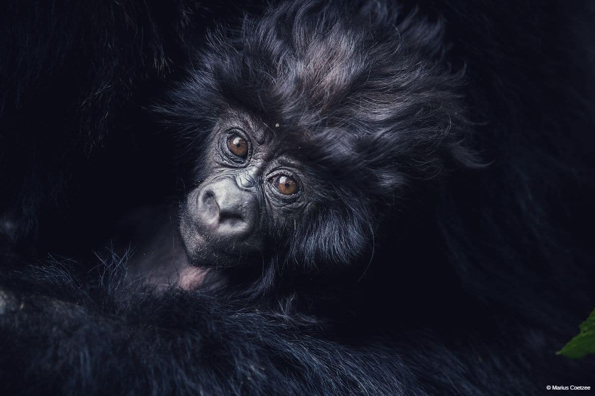 Rwanda gorilla tours