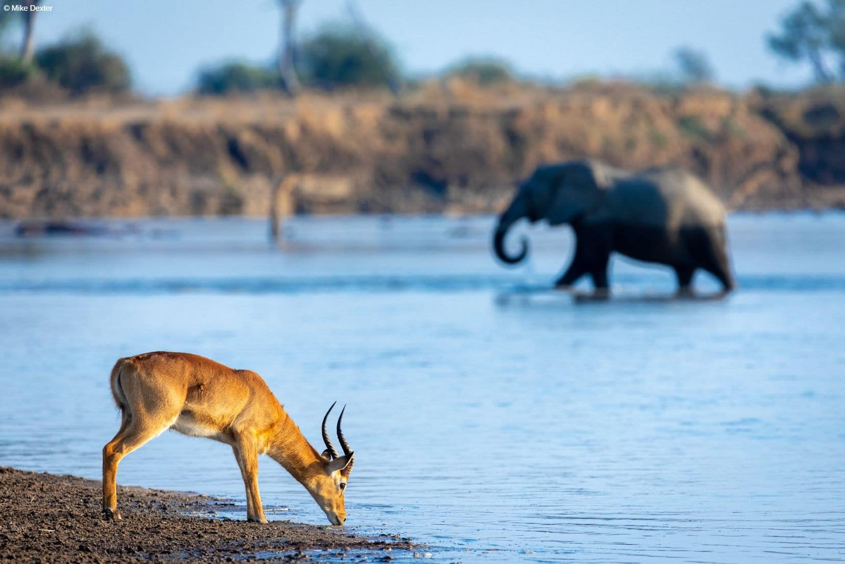 Luangwa Photo Safari