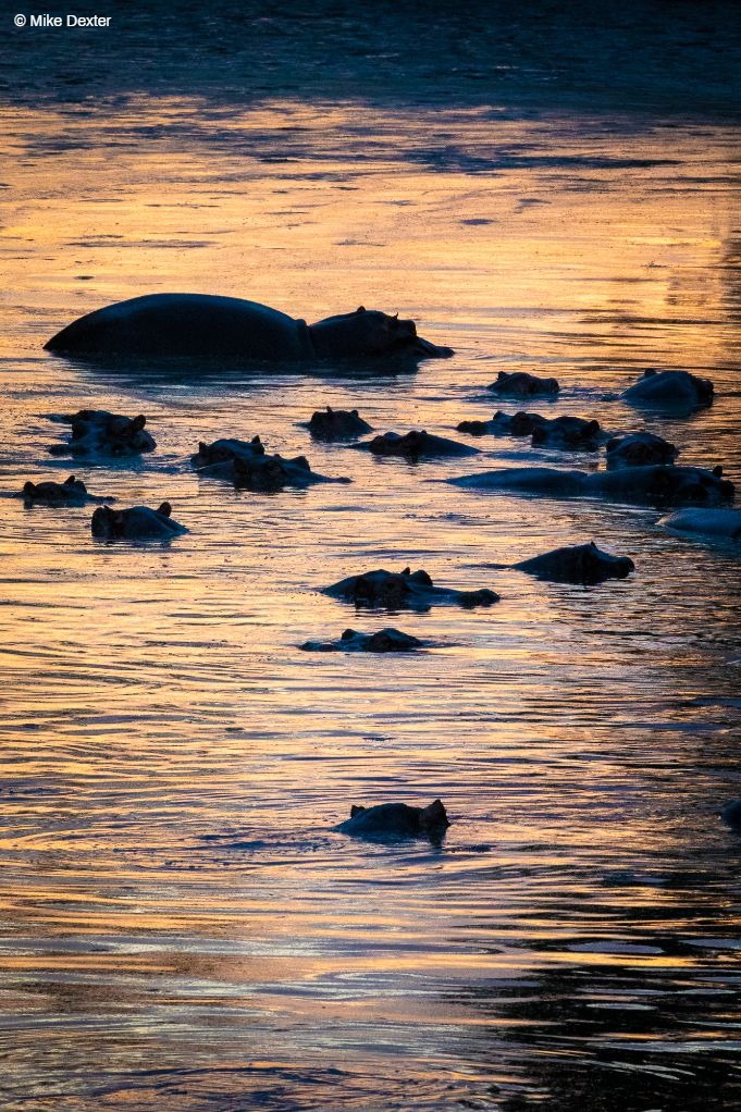 Luangwa Photo Tour