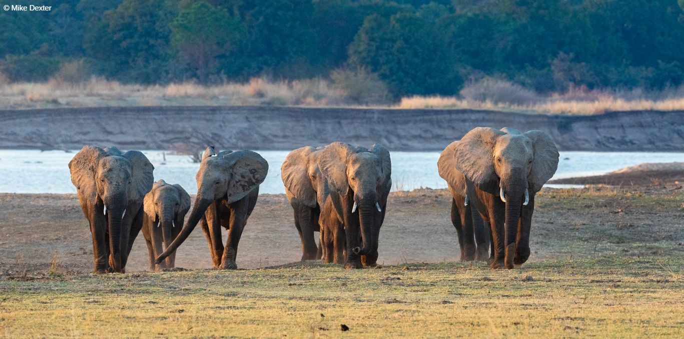 Luangwa Photography Safari