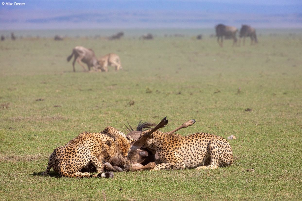 Mara, Kenya photo tours