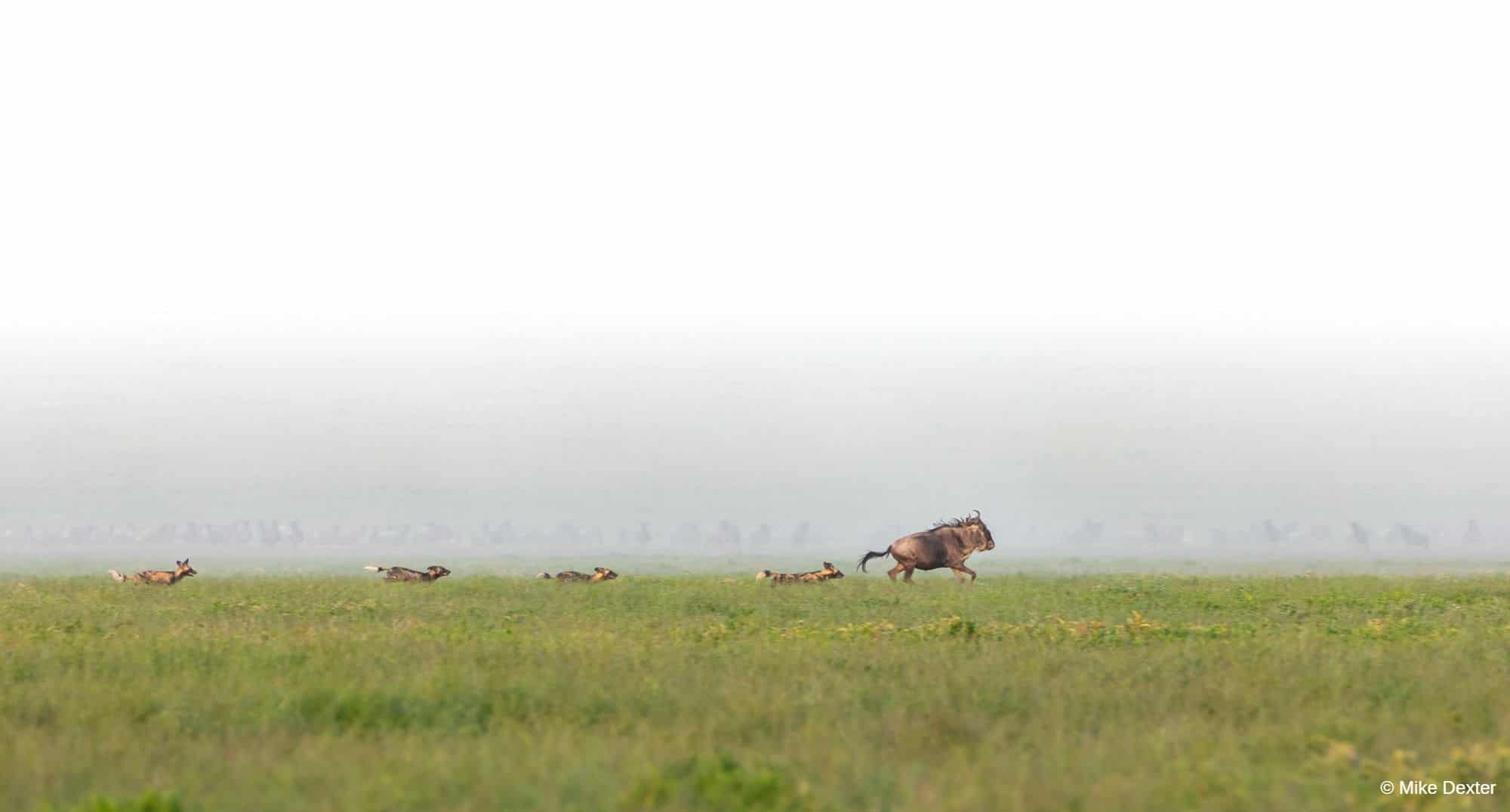Serengeti, Tanzania photo safari