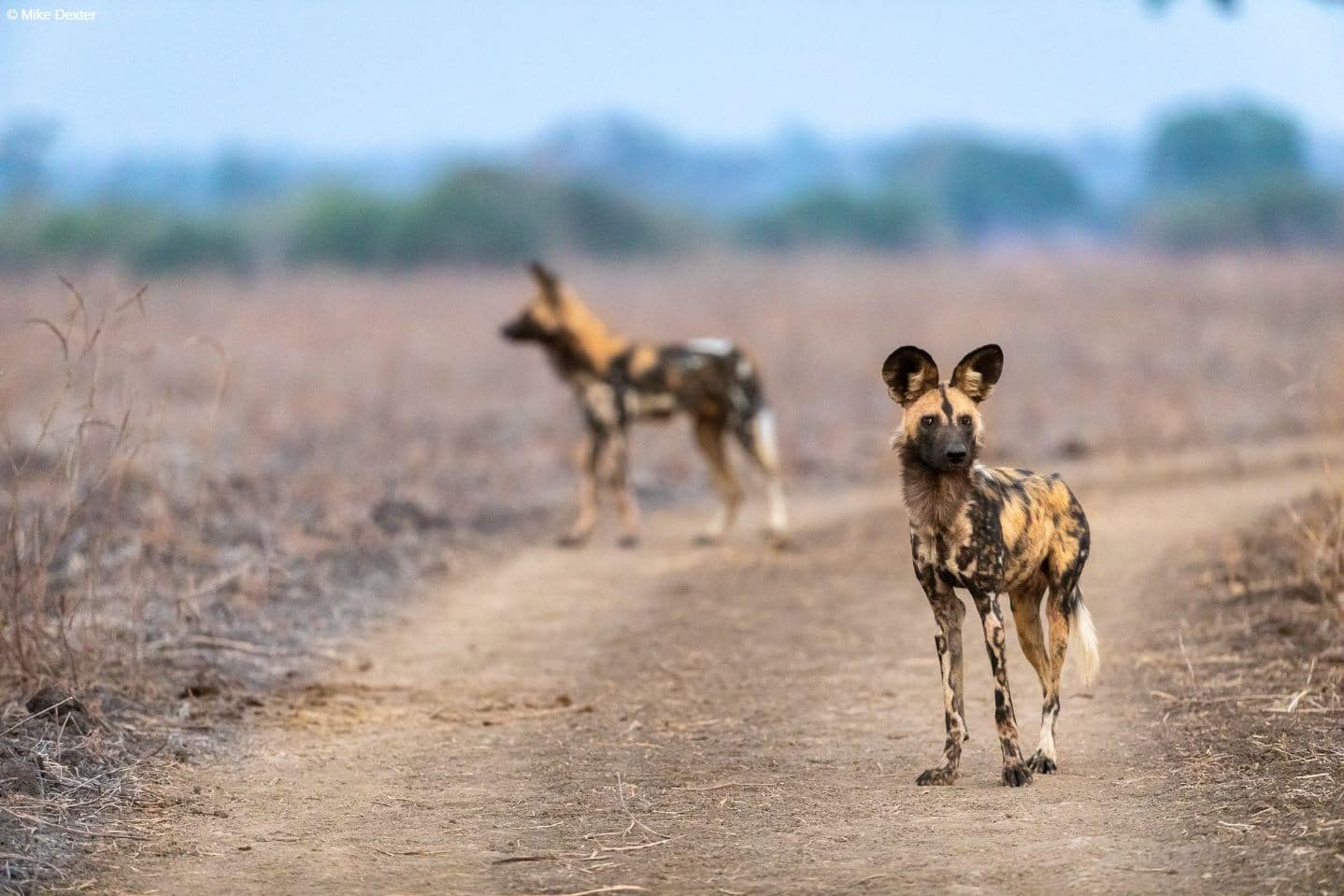 South Luangwa Photo Safari