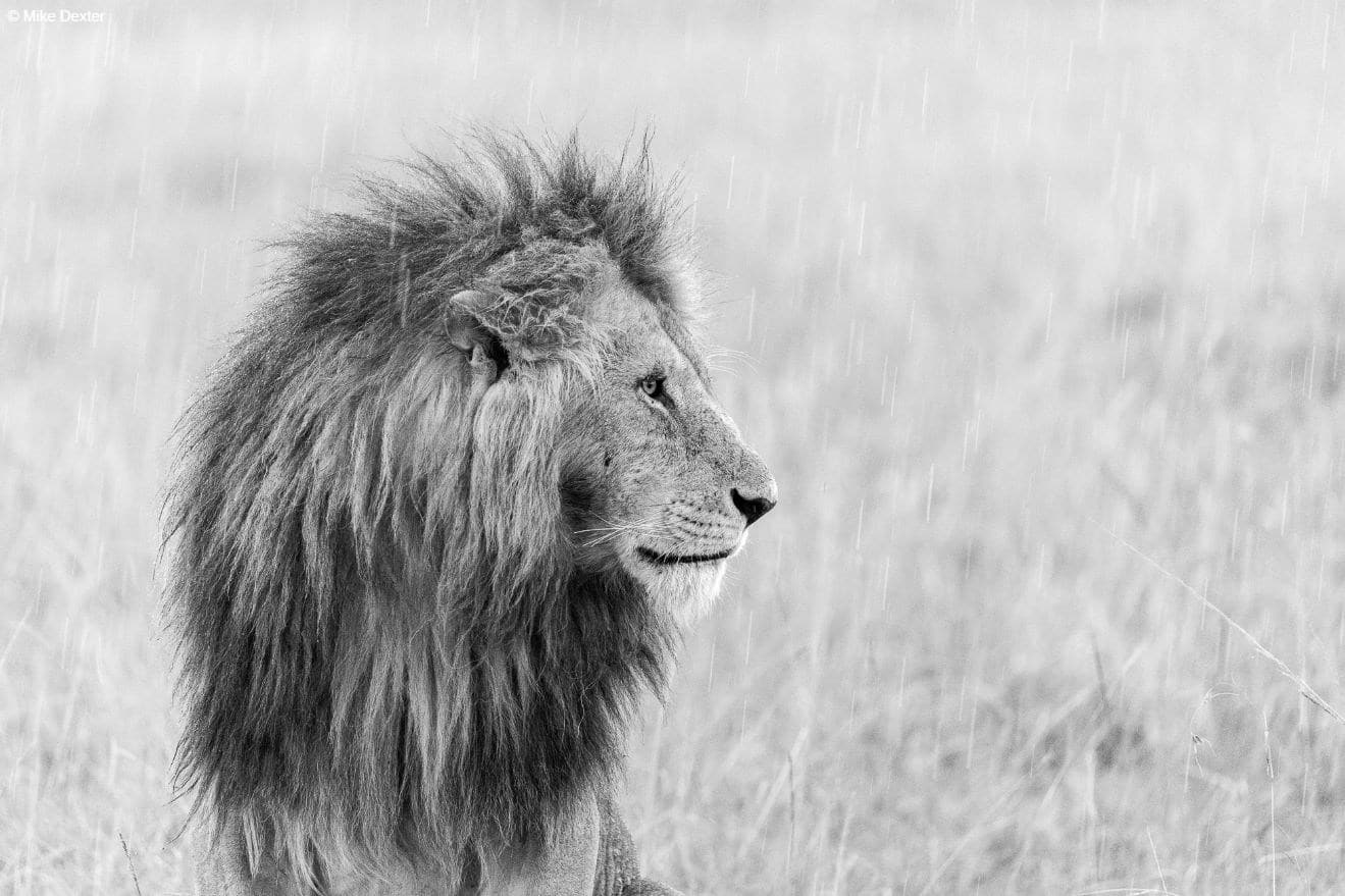Kenya photo safari tours
