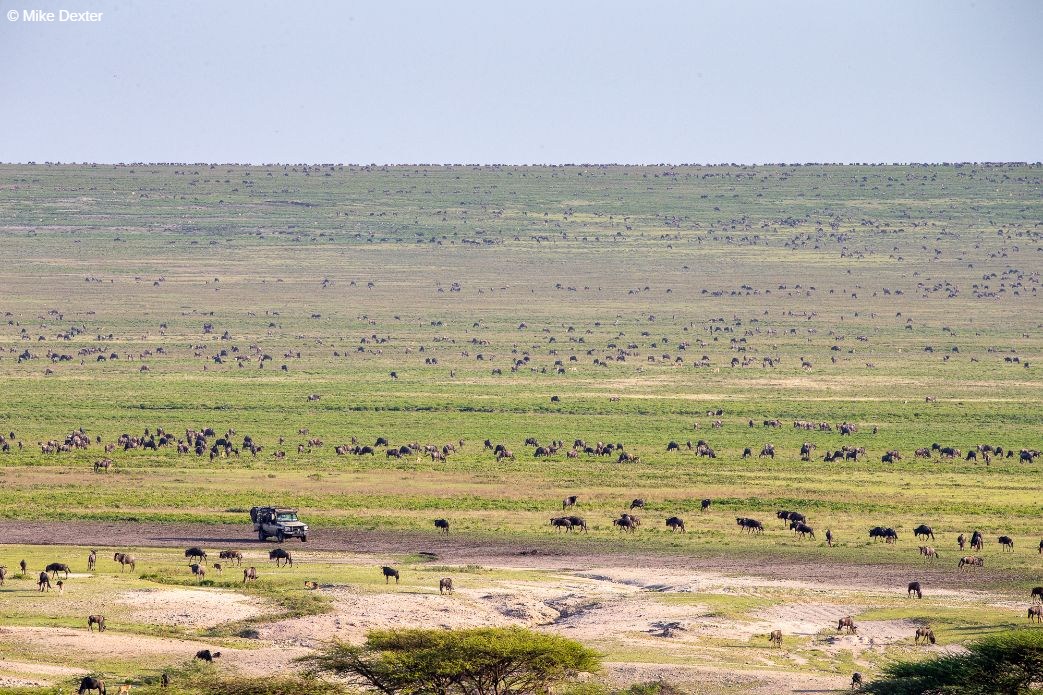 Tanzania photo safari tour
