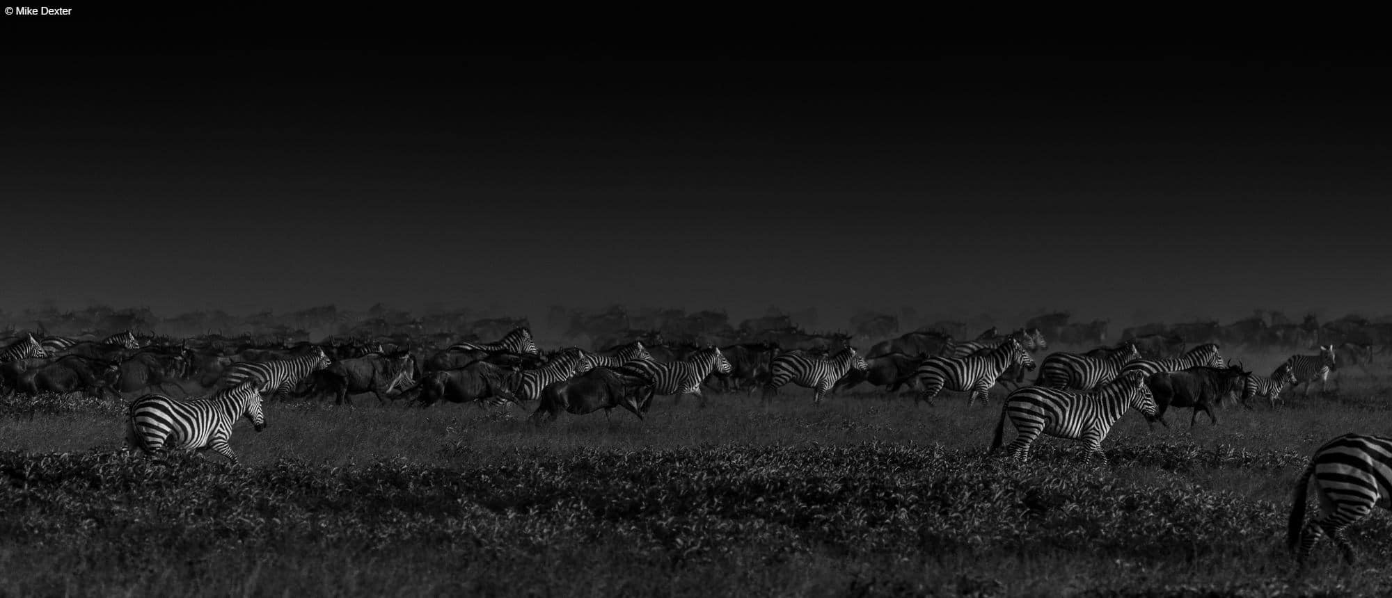 Tanzania photo safari tours