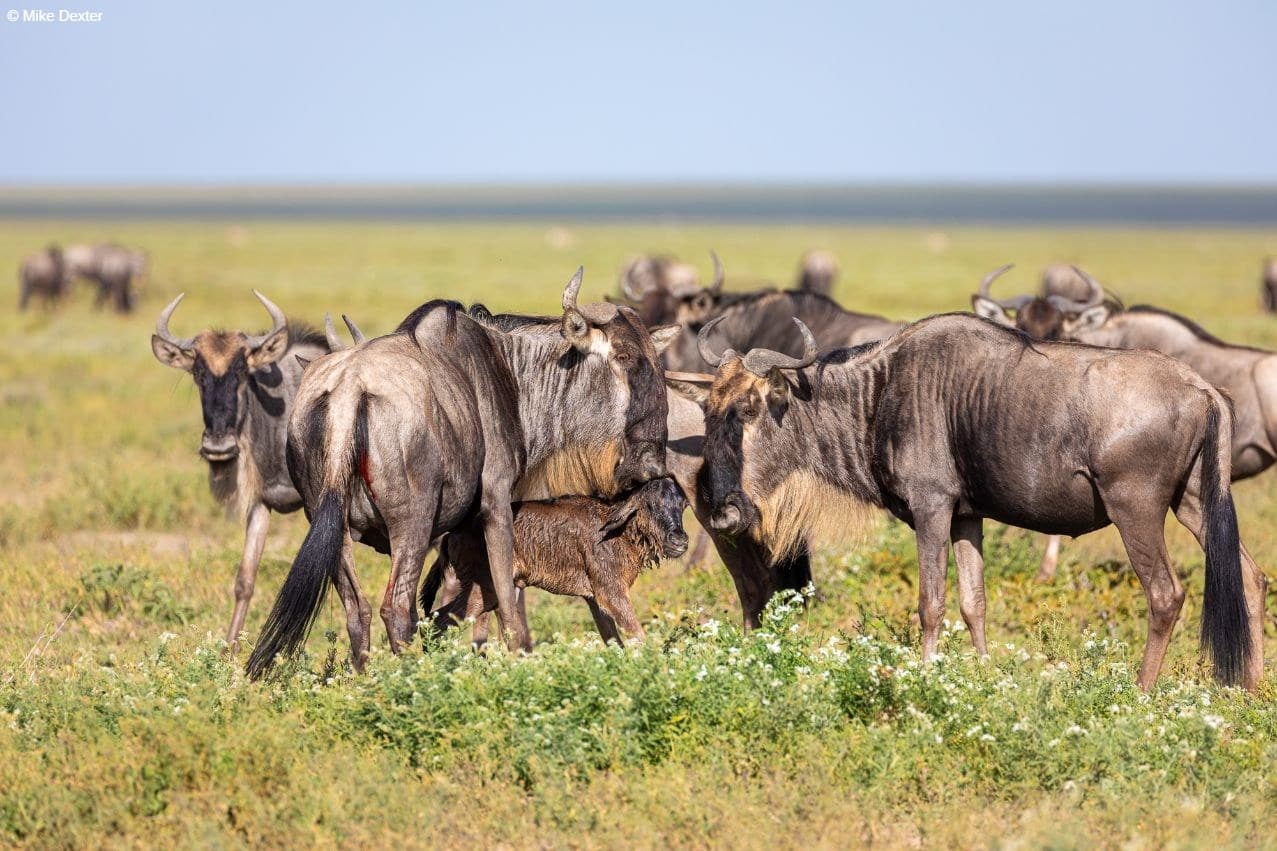 Tanzania photography tour
