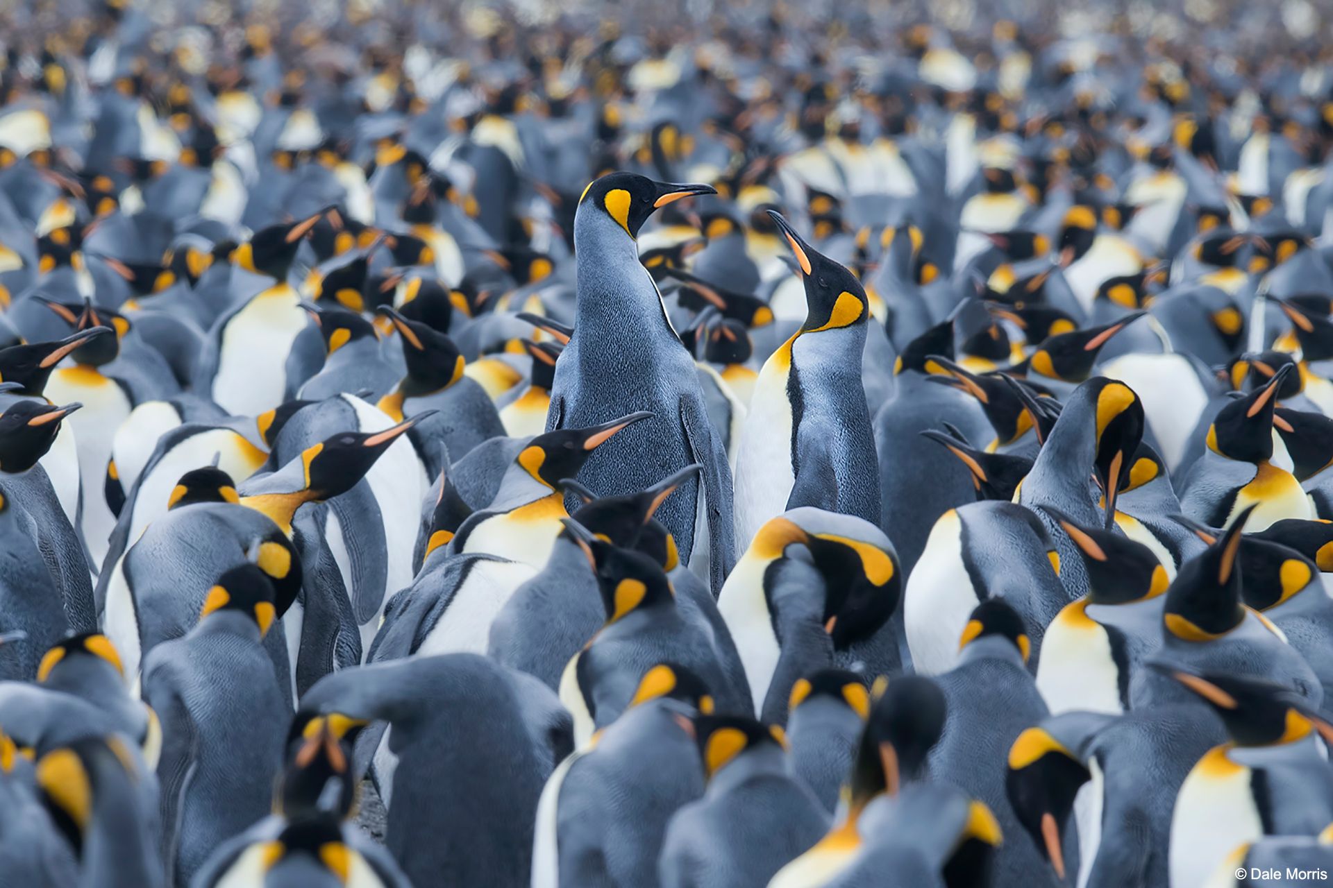 Antarctica Photo Tours