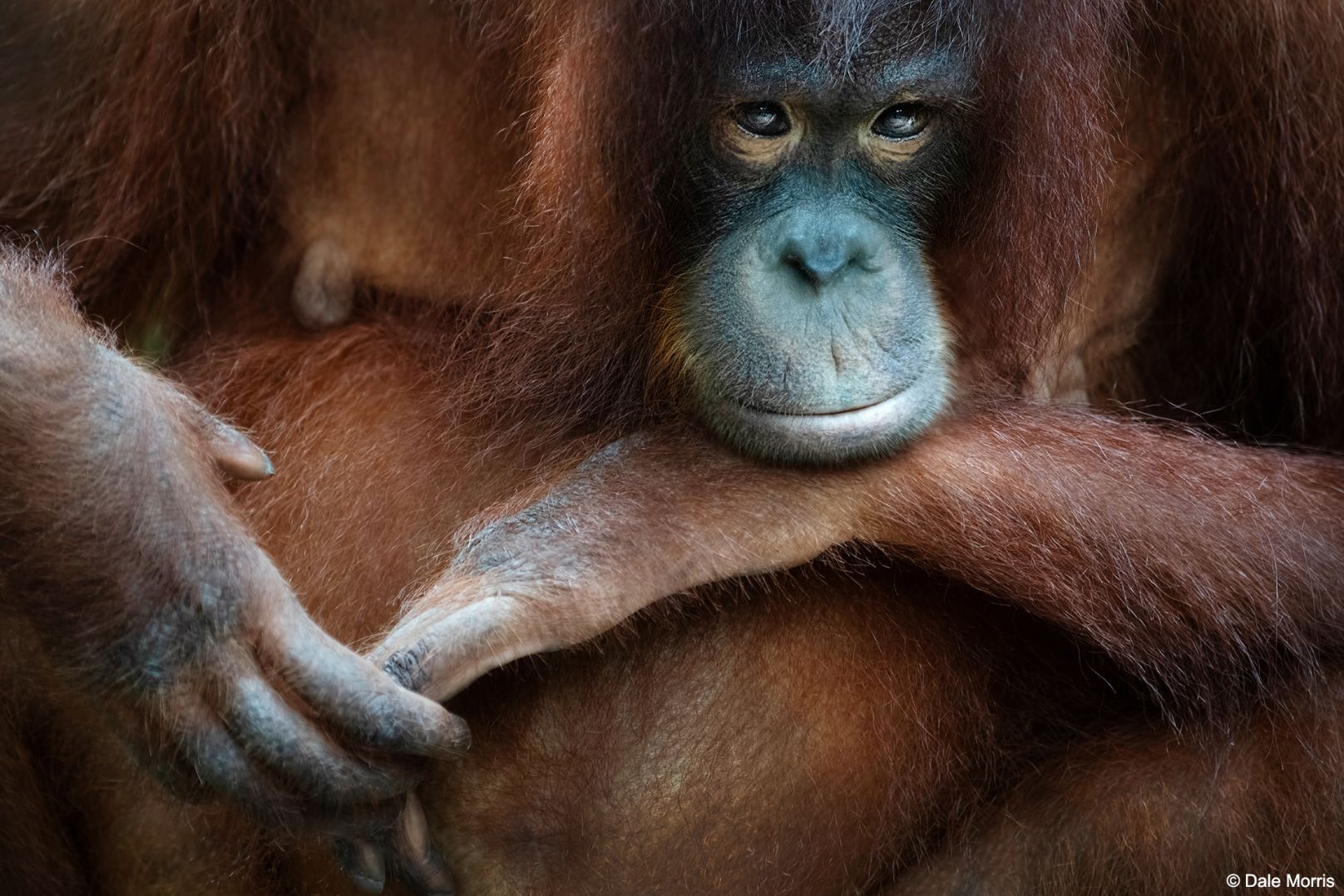 Borneo Photography Tour