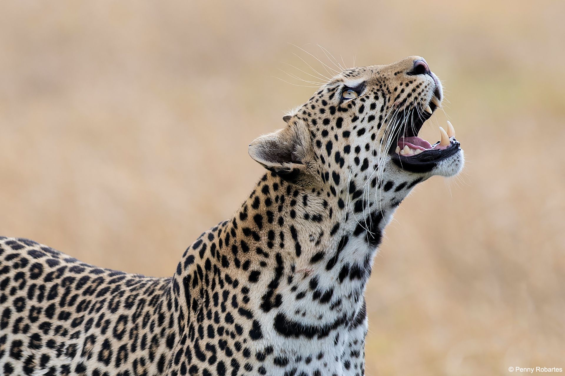 Botswana Photo Safari