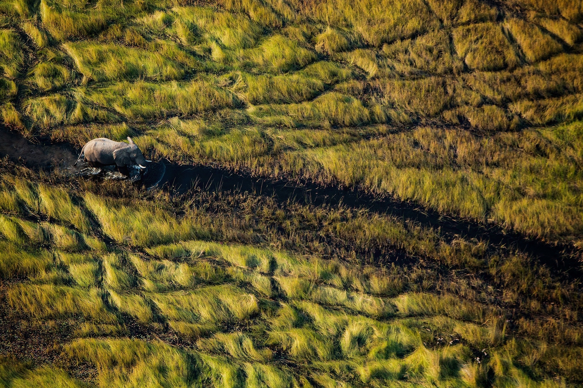 Elephant-photography-tour