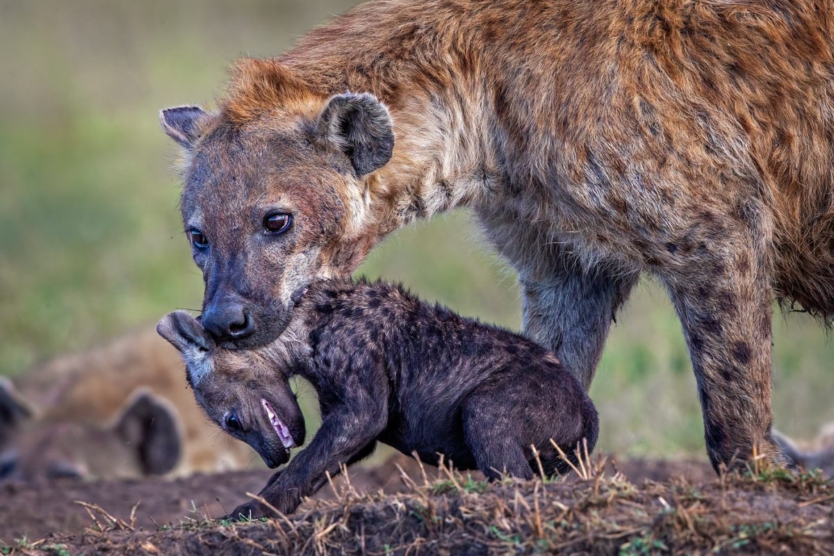 Masai mara tour