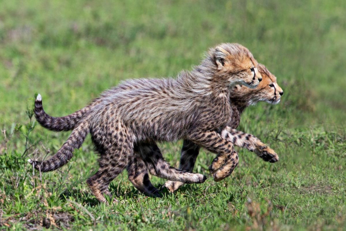 Masai mara tour