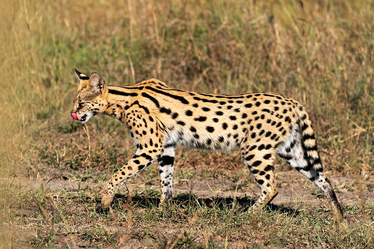 Masai mara tour